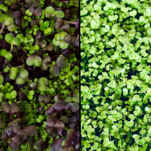 Salad Microgreens